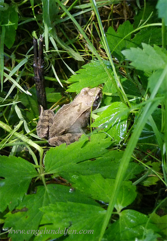 Frosch im Eibenwald
