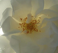 Eine weiße Rose - hier ist die Rosenelfe der Reinheit und Unschuld anzutreffen