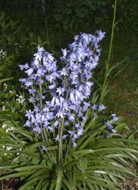 Glockenblumen mit blauen Blüten