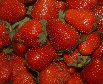 Erdbeeren Erdbeeren
