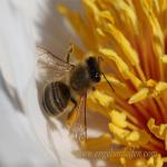 images/gfx/tierbilder/Bienen/biene_1.jpg