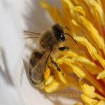 images/gfx/tierbilder/Bienen/biene_2.jpg