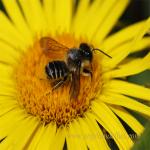 images/gfx/tierbilder/Bienen/biene_4.jpg