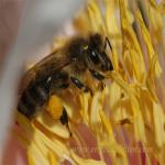 images/gfx/tierbilder/Bienen/biene_5.jpg