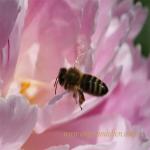 images/gfx/tierbilder/Bienen/biene_6.jpg