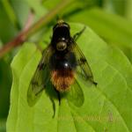 images/gfx/tierbilder/Bienen/gehoernte_mauerbiene_osmia_cornuta.jpg