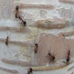 images/gfx/tierbilder/Insekten/20090528_1467470785_ameise.jpg