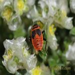 images/gfx/tierbilder/Insekten/20090529_1941610924_feuerwanze_pyrrhocoridae.jpg