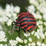 images/gfx/tierbilder/Insekten/20090601_1114707961_streifenwanze_graphosoma_lineatum_2.jpg