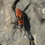 images/gfx/tierbilder/Insekten/20090601_1637131820_feuerwanze_pyrrhocoridae_2.jpg