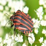 images/gfx/tierbilder/Insekten/20090601_1788535009_streifenwanze_graphosoma_lineatum.jpg