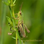 images/gfx/tierbilder/Insekten/20090601_1933945564_bunter_grashuepfer_omocestus_viridulus_1.jpg