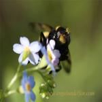 images/gfx/tierbilder/Insekten/20090608_1771473716_schwebfliege.jpg