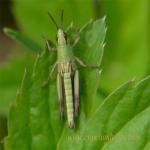 images/gfx/tierbilder/Insekten/bunter_grashuepfer_omocestus_viridulus_2.jpg