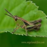 images/gfx/tierbilder/Insekten/bunter_grashuepfer_omocestus_viridulus_3.jpg