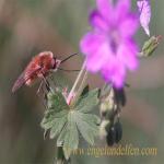 images/gfx/tierbilder/Insekten/wollschweber_bombyliidae.jpg