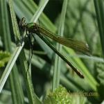 images/gfx/tierbilder/Libellen/gebaenderte_prachtlibelle_weibchen.jpg