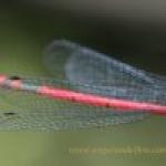 images/gfx/tierbilder/Libellen/libellenfluegel.jpg
