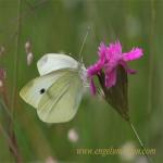 images/gfx/tierbilder/Schmetterlinge/kohlweissling_pieris_brassicae.jpg