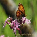 images/gfx/tierbilder/Schmetterlinge/maerzveilchenfalter_argynnis_adippe_1.jpg