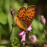 images/gfx/tierbilder/Schmetterlinge/maerzveilchenfalter_argynnis_adippe_2.jpg