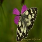 images/gfx/tierbilder/Schmetterlinge/schachbrett_melanargia_galathea_1.jpg