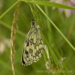 images/gfx/tierbilder/Schmetterlinge/schachbrett_melanargia_galathea_2.jpg