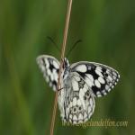 images/gfx/tierbilder/Schmetterlinge/schachbrett_melanargia_galathea_3.jpg