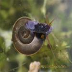 images/gfx/tierbilder/Schnecken/posthornschnecke_planorbarius_corneus.jpg