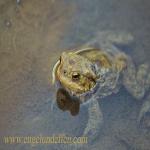 images/gfx/tierbilder/froesche/erdkroete_bufo_bufo_1.jpg