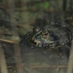 images/gfx/tierbilder/froesche/frosch_02.jpg