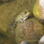 images/gfx/tierbilder/froesche/seefrosch2.jpg