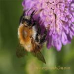 images/gfx/tierbilder/hummeln/ackerhummel.jpg