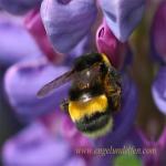 images/gfx/tierbilder/hummeln/hummel_1.jpg