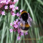 images/gfx/tierbilder/hummeln/hummel_2.jpg