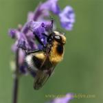 images/gfx/tierbilder/hummeln/hummel_3.jpg