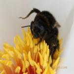 images/gfx/tierbilder/hummeln/hummel_4.jpg