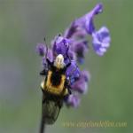 images/gfx/tierbilder/hummeln/hummel_5.jpg