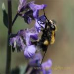 images/gfx/tierbilder/hummeln/hummel_6.jpg