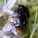 images/gfx/tierbilder/hummeln/hummel_7.jpg