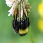 images/gfx/tierbilder/hummeln/hummel_8.jpg