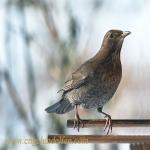 images/gfx/tierbilder/voegel/amsel_turdus_merula_f.jpg