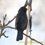 images/gfx/tierbilder/voegel/amsel_turdus_merula_m.jpg