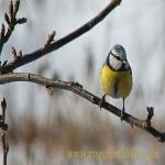 images/gfx/tierbilder/voegel/blaumeise_cyanistes_caerule.jpg