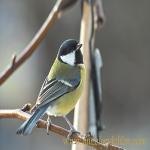 images/gfx/tierbilder/voegel/kohlmeise_parus_major.jpg